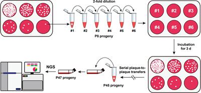 Genomic profile of eGFP-expressing canine distemper virus that undergoes serial plaque-to-plaque transfers